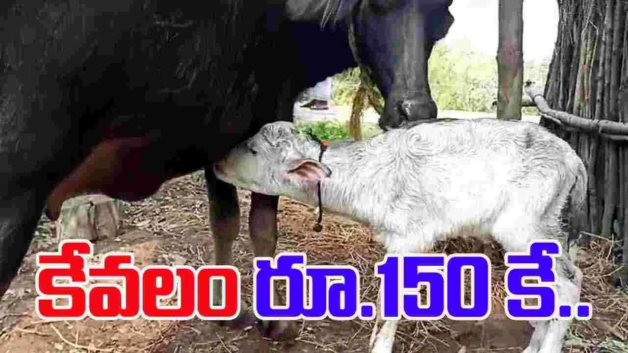 Artificial Insemination: 150కే పెయ్యదూడ