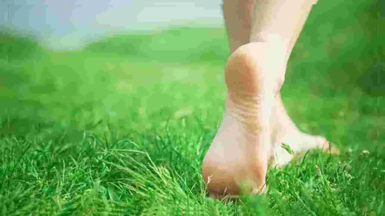 Barefoot Walking: ఉదయం గడ్డి మీద చెప్పులు లేకుండా నడిస్తే కలిగే 5 అద్భుత ఆరోగ్య ప్రయోజనాలు..