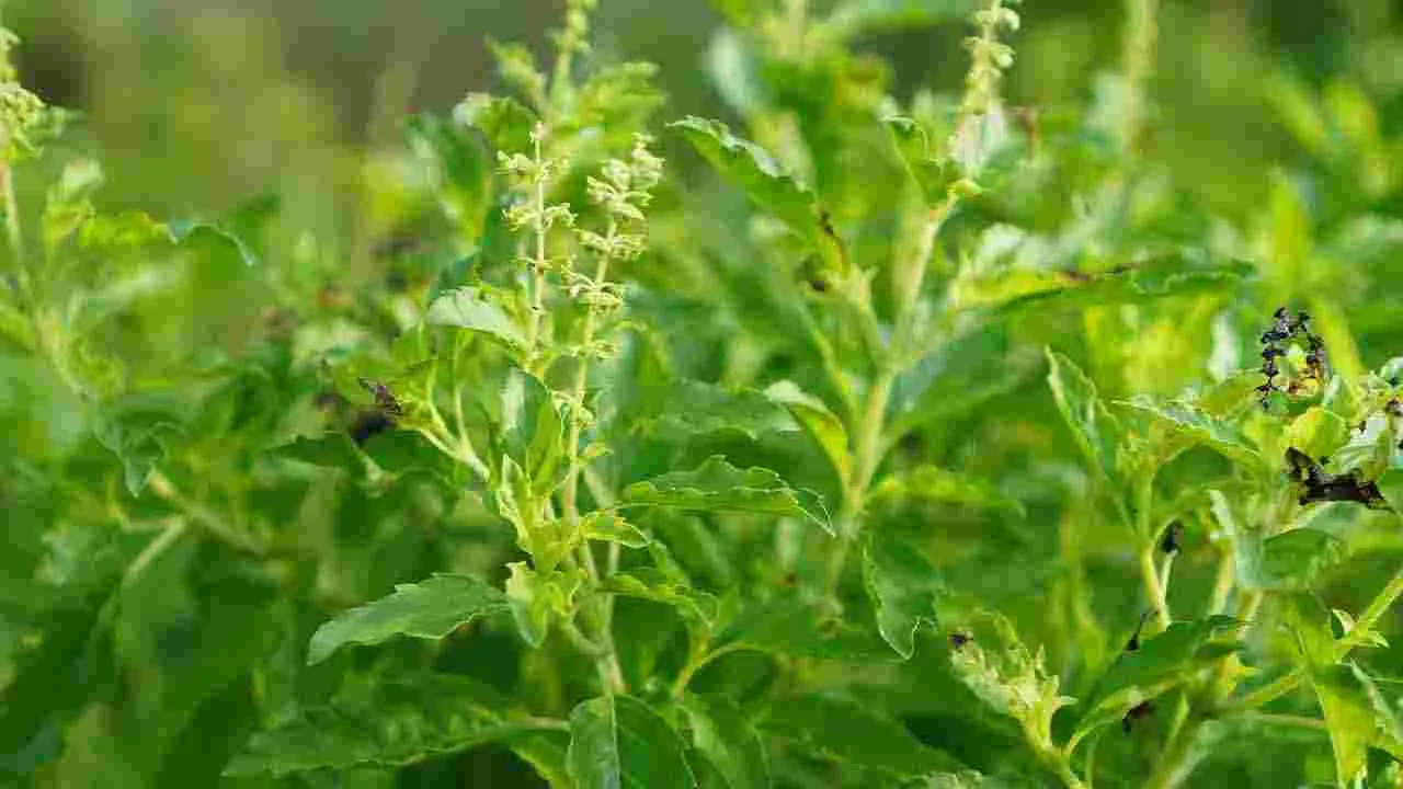 Health Tips: వర్షాకాలంలో రోగ నిరోధక శక్తిని పెంచే 6 ఆహారాలివే.. 