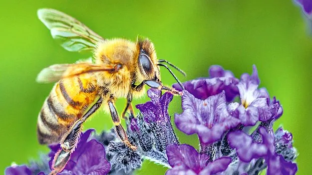 Bee Sting Remedies: తేనెటీగలు కుడితే...