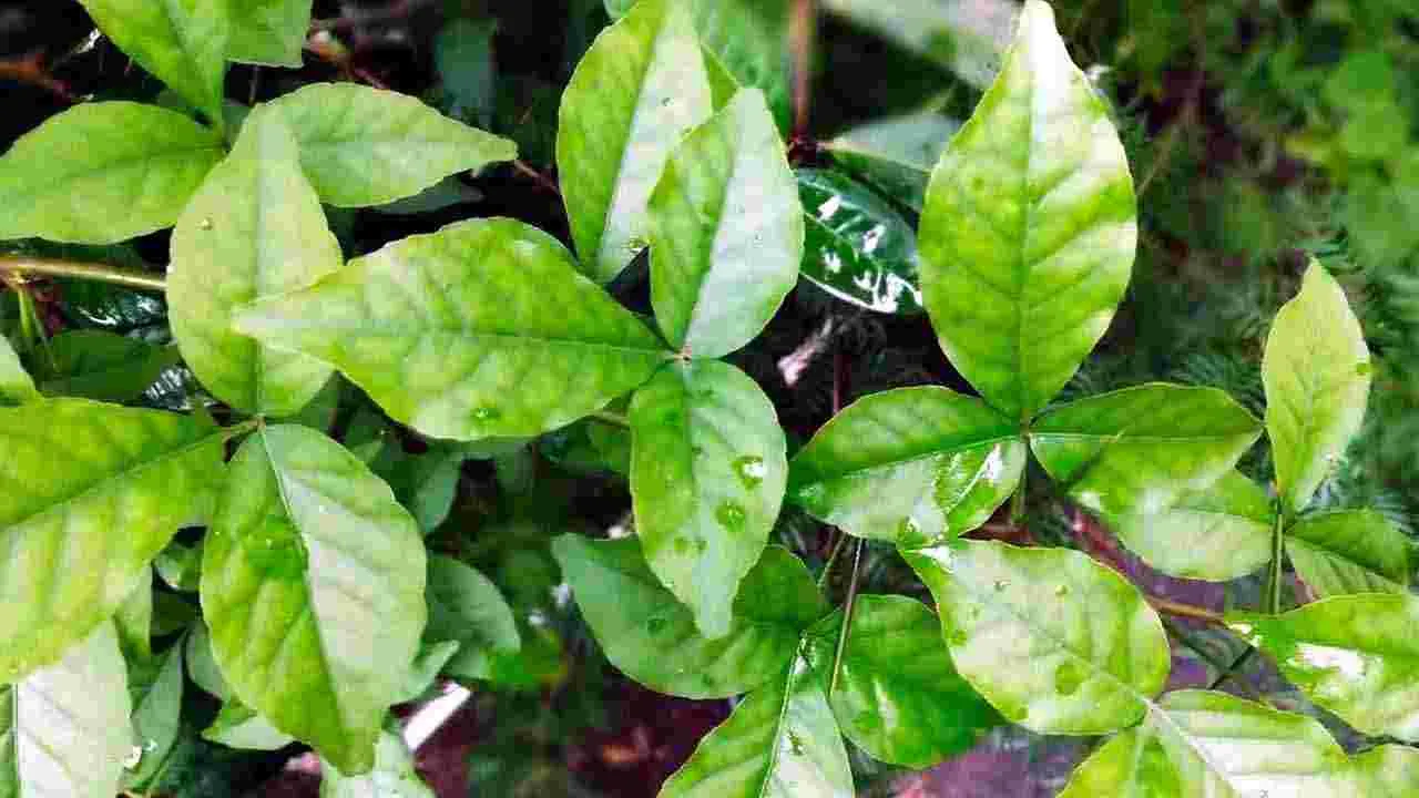 Health Tips: షుగర్ లెవల్స్ పెరిగిపోతున్నాయా.. అయితే వెంటనే ఈ 5 ఆకుకూరలు తినండి చాలు..
