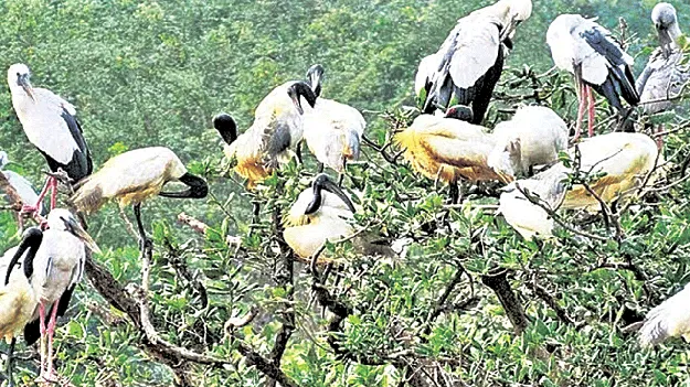 Foreign birds: విదేశీ పక్షులకు విడిది ఎలా?