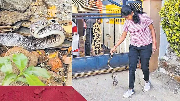 ఆ మహిళలు.. పాముల్ని చిటికెలో పట్టేస్తారు..