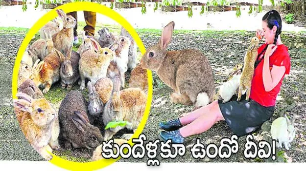 కుందేళ్లకూ ఉందో దీవి..