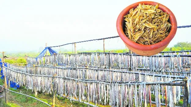 ఉప్పు చేపల కథే వేరు...