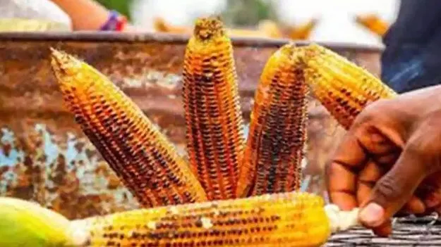 మొక్కజొన్న కంకులు ఉడికించినవా.. కాల్చినవి తినాలా..
