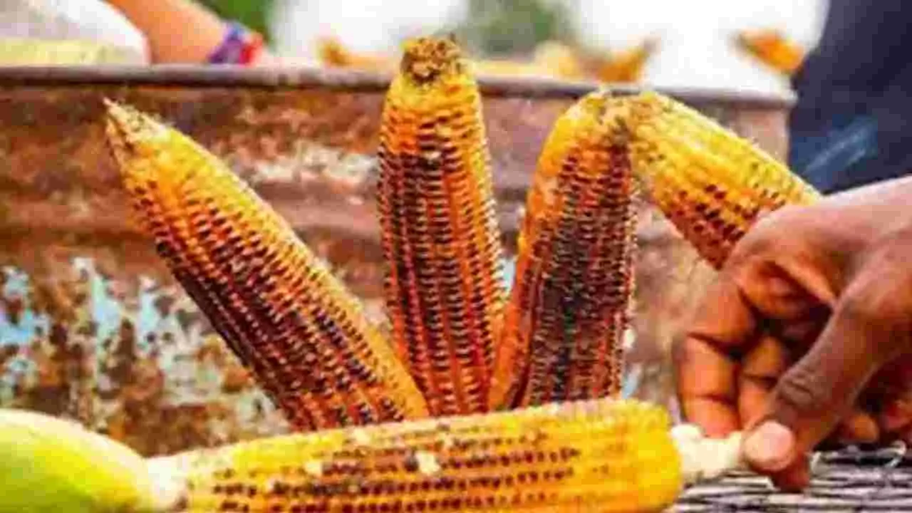 మొక్కజొన్న కంకులు ఉడికించినవా.. కాల్చినవి తినాలా..