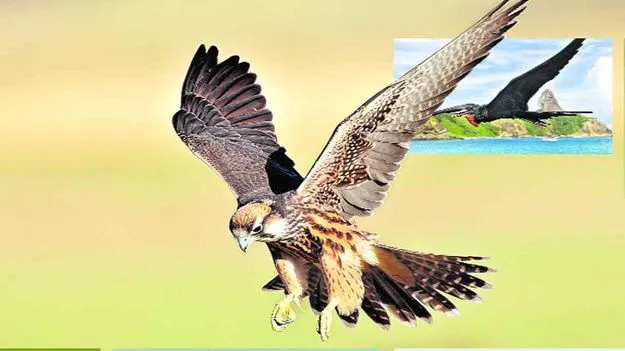 రెక్కలు విప్పితే... ఆకాశమే హద్దుగా...