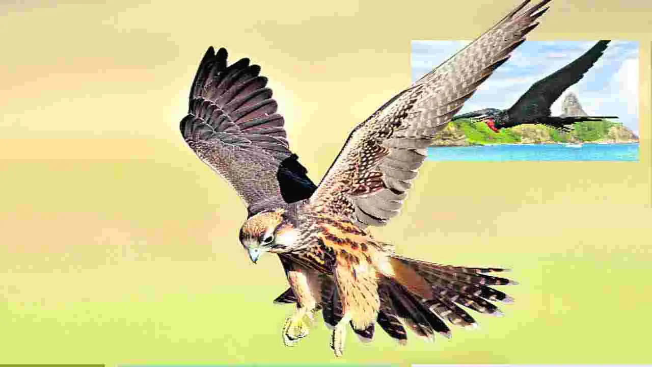 రెక్కలు విప్పితే... ఆకాశమే హద్దుగా...