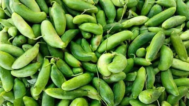 తొలినాటి కూరగాయ దొండ