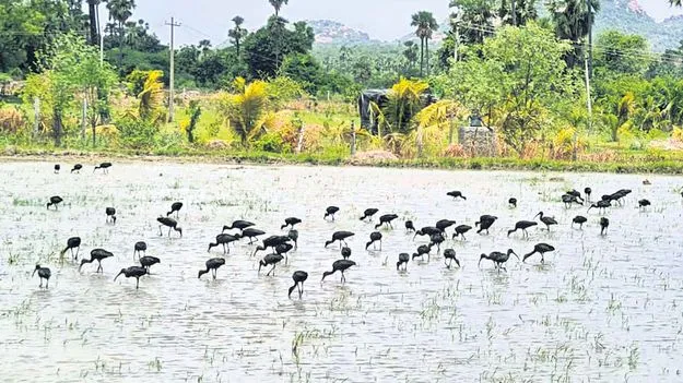 నల్లని కొంగల కనువిందు