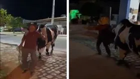 Viral Video: తాగేసి పడిపోయిన యజమాని.. ఎద్దు అతడిని ఇంటికి ఎలా తీసుకెళ్తోందో చూడండి..