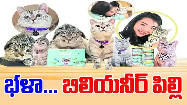 భళా... బిలియనీర్‌ పిల్లి