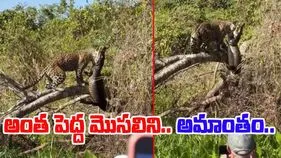 Leopard VS Crocodile: చిరుత శక్తికి నిలువెత్తు నిదర్శనం.. భారీ మొసలిని.. చూస్తుండగానే.. 