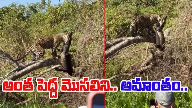 Leopard VS Crocodile: చిరుత శక్తికి నిలువెత్తు నిదర్శనం.. భారీ మొసలిని.. చూస్తుండగానే..