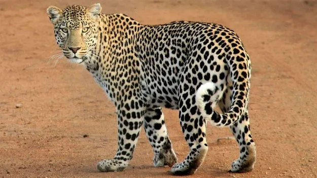 Leopard: కెమెరాకు చిక్కిన చిరుత