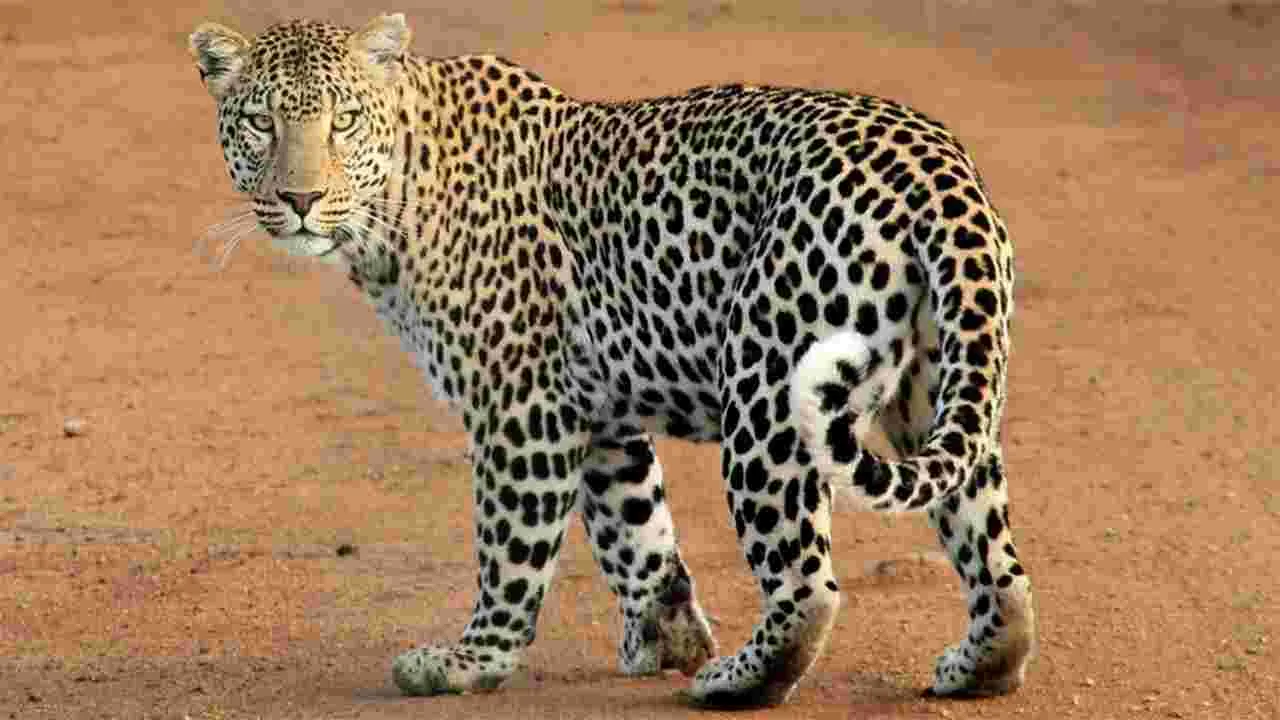 Leopard: కెమెరాకు చిక్కిన చిరుత