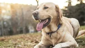 Hyderabad: పెంపుడు కుక్క కోసం అన్నదమ్ముల వైరం..