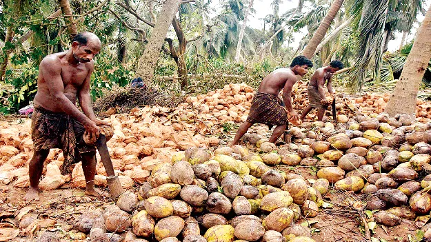 Coconut Price : ధర భళా.. దిగుబడి డీలా