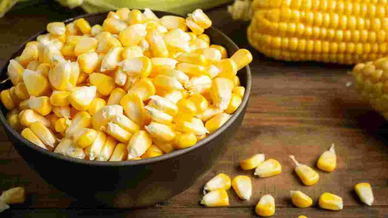 Corn For Diabetics: షుగర్ ఉన్నవారికి మొక్కజొన్న మంచిదా? చెడ్డదా? నిపుణుల సూచన ఇదే..
