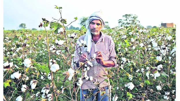 ముందే దిగుబడి.. అధిక రాబడి