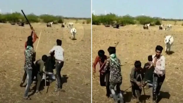 Cow Video: కుక్కలకే కాదు.. ఆవులకు కూడా ఇంత ప్రేమ ఉంటుందా? యజమానిని కాపాడేందుకు ఆవు ఏం చేసిందో చూడండి.. 