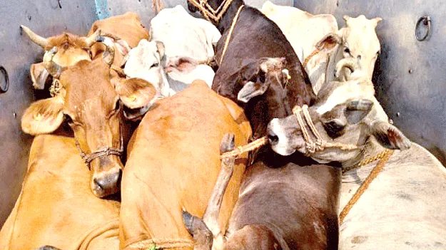 Animal trafficking: మూగరోదన.. వినేదెవరు?