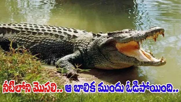 US Teen Fought with Alligator: నీటిలోని మొసలికి చిక్కిన పదిహేనేళ్ల బాలిక.. ఎలా పోరాడి ప్రాణాలను దక్కించుకుందంటే.. 