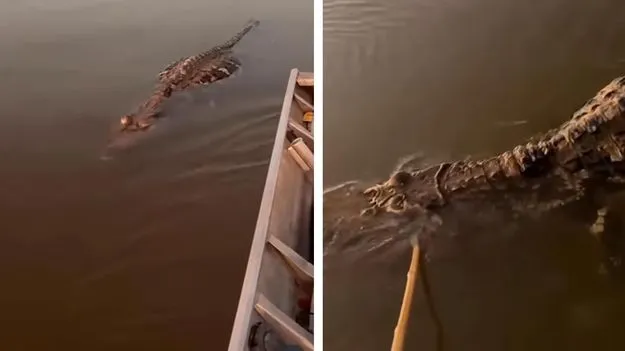 Crocodile Video: వీడియో చూస్తే భయంతో వణకడం ఖాయం.. చనిపోయిన మొసలిపై కర్ర పెడితే..