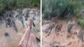 Crocodile Video: ఆ గుండెకు ధైర్యం ఎక్కువే.. నీటిలోనే మొసళ్లను ఎలా పరిగెత్తించాడో చూడండి.. 