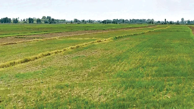  No rain falls: చినుకు రాలదు.. సాగు సాగదు 