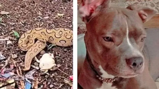 Dog saves boy: యజమానిపై పెంపుడు కుక్క విశ్వాసం.. బాలుడి కోసం పాముతో పోరాడి ప్రాణత్యాగం..
