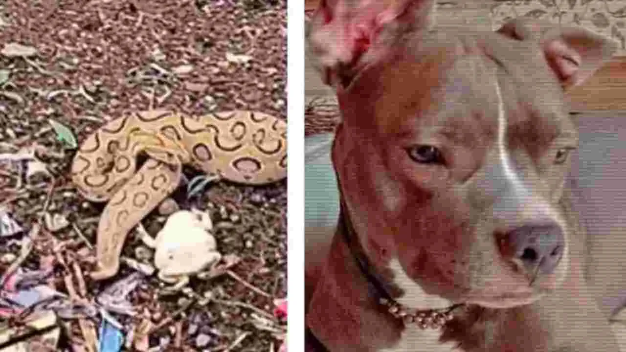 Dog saves boy: యజమానిపై పెంపుడు కుక్క విశ్వాసం.. బాలుడి కోసం పాముతో పోరాడి ప్రాణత్యాగం..