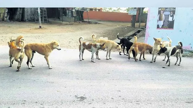 శునకాలతో హడల్