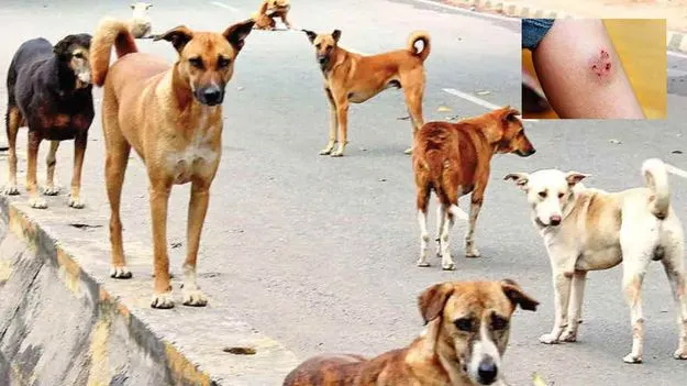 Stray Dogs Attack On People: పిచ్చి కుక్కల దాడి.. ఆసుపత్రిలో వైద్యమందక రోగులు అవస్థలు.. 