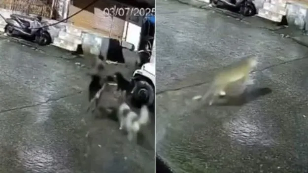 Dogs Video: పిల్లి అనుకుని వెంబడించిన కుక్కలు.. చివరకు అసలు విషయం తెలిసి పరుగో పరుగు..