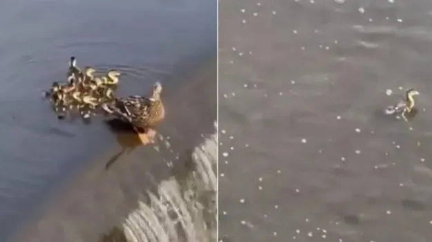 Mother Duck: జలపాతంలో పడిపోయిన పిల్ల బాతు.. తల్లడిల్లిన తల్లి బాతు ఏం చేసిందో తెలిస్తే..