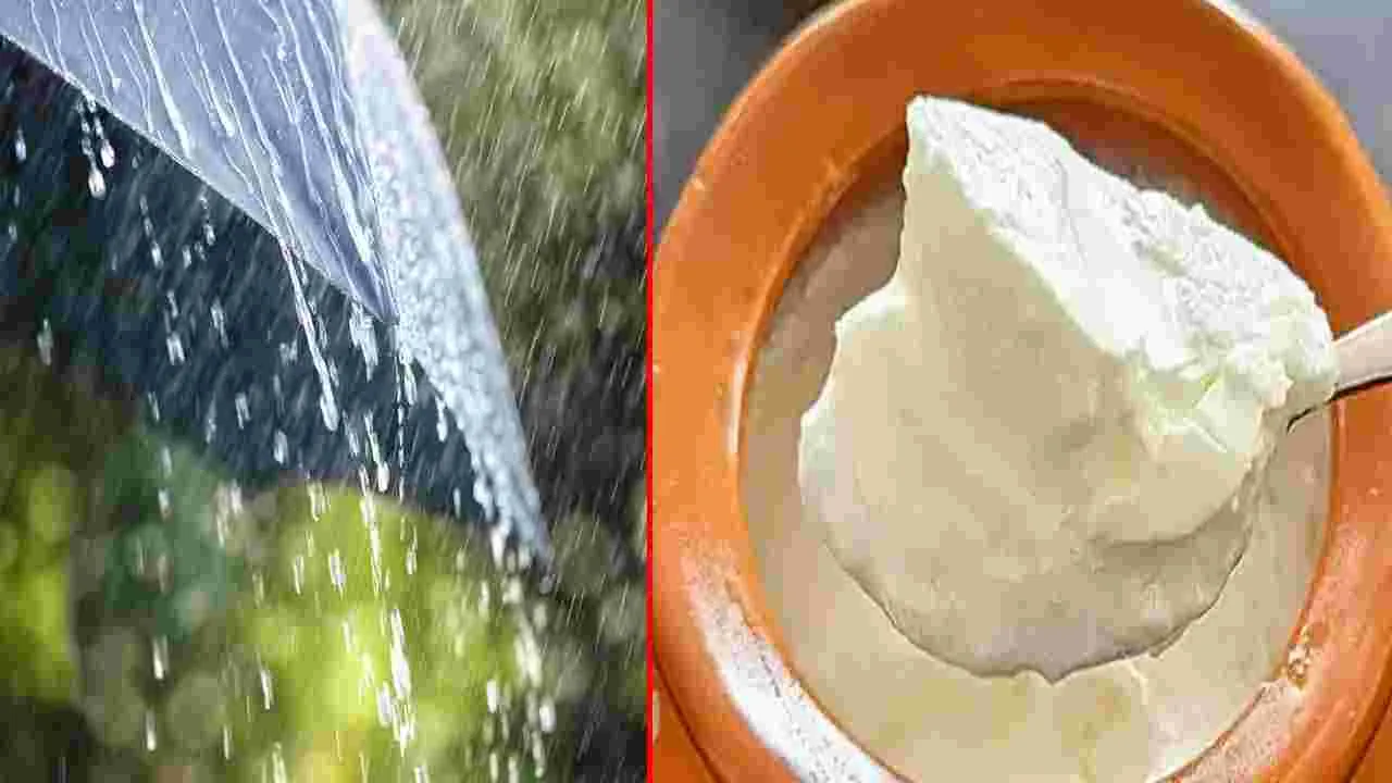 Monsoon Halth Tps: వర్షాకాలంలో పెరుగు ఎక్కువగా తింటున్నారా.. అయితే జాగ్రత్త.. 