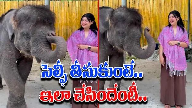 Elephant Viral Video: ఈ ఏనుగు మరీ రొమాంటిక్ గురూ.. యువతి సెల్ఫీ తీసుకుంటుండగా..