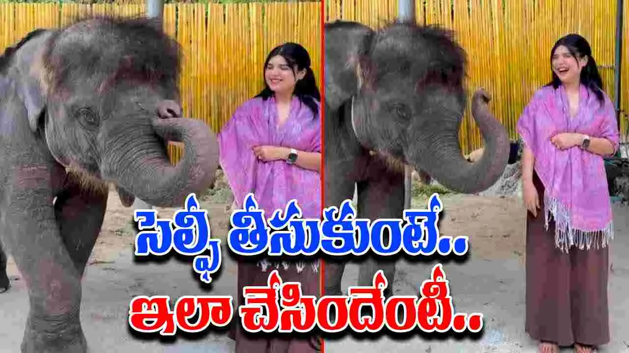 Elephant Viral Video: ఈ ఏనుగు మరీ రొమాంటిక్ గురూ.. యువతి సెల్ఫీ తీసుకుంటుండగా.. 