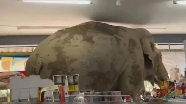 Elephant Video: వామ్మో.. ఏనుగుకు ఆకలి వేస్తే ఇలా ఉంటుందా? ఓ షాపింగ్ మాల్‌లోకి వెళ్లి ఏం చేసిందంటే..