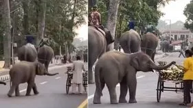 Elephant Video: ఆకలి వేస్తున్నా ఆ ఏనుగు ఎలా ప్రవర్తించిందో చూడండి.. క్యూట్ వీడియో వైరల్.. 
