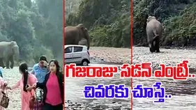Elephant Viral Video: అడవిలో ఎంజాయ్ చేస్తున్న పర్యాటకులు.. సడన్‌గా దూసుకొచ్చిన ఏనుగు.. చివరకు.. 