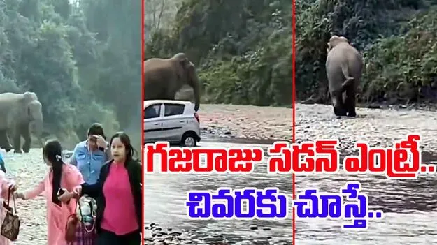 Elephant Viral Video: అడవిలో ఎంజాయ్ చేస్తున్న పర్యాటకులు.. సడన్గా దూసుకొచ్చిన ఏనుగు.. చివరకు..