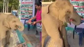Baby Elephant: వావ్.. ఈ బుల్లి ఏనుగు ఎంత క్యూట్‌గా అడుగుతోందో.. పుచ్చకాయల కోసం పరుగు.. 
