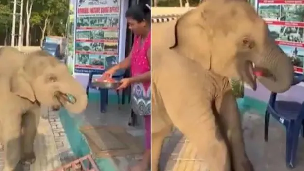 Baby Elephant: వావ్.. ఈ బుల్లి ఏనుగు ఎంత క్యూట్‌గా అడుగుతోందో.. పుచ్చకాయల కోసం పరుగు.. 