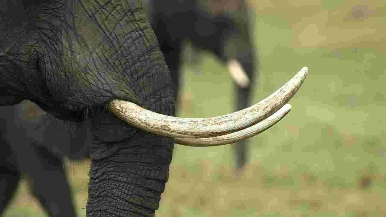 Elephant Tusk Smuggling: ఏనుగు దంతాల స్మగ్లింగ్.. వ్యక్తి అరెస్ట్