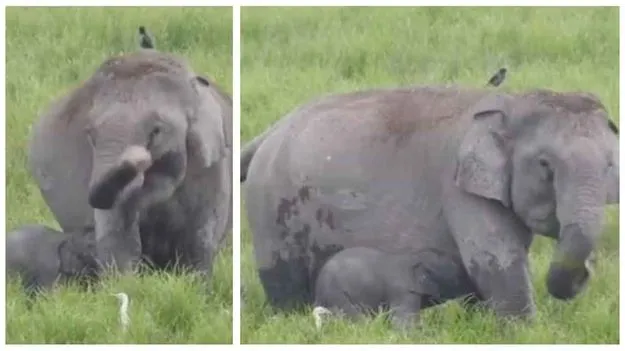 Elephant Reunited With Mom: తల్లి ఒడికి చేరిన తప్పిపోయిన గున్న ఏనుగు.. ఎమోషనల్ వీడియో వైరల్..