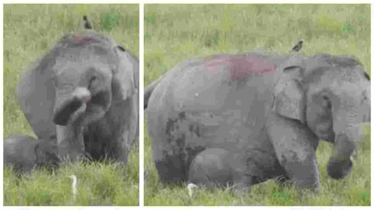 Elephant Reunited With Mom: తల్లి ఒడికి చేరిన తప్పిపోయిన గున్న ఏనుగు.. ఎమోషనల్ వీడియో వైరల్..
