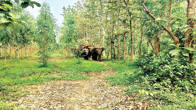 elephants హడలెత్తిస్తున్నాయ్‌!